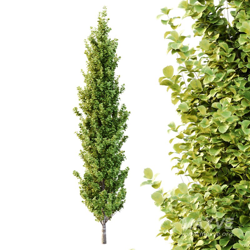 Different Trees 33 - Image 2