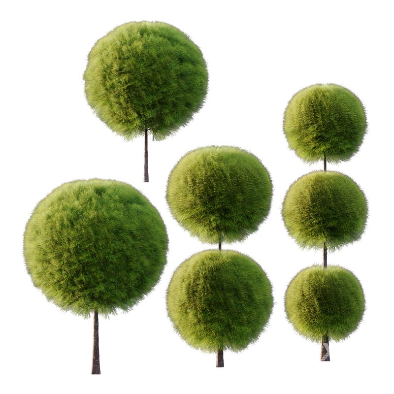 Juniperus scopulorum Tree 03 - Image 1