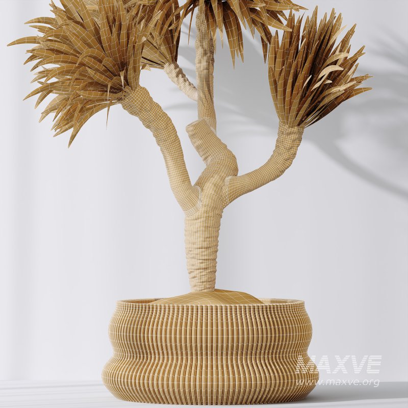 AV Indoor Plants Set 295 Mission Olive Tree Indoor and Yucca Elephantipes Gigantea - Image 9