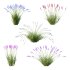 plant Grass Flower Lavandula pedunculata 01 - Thumbnail 2
