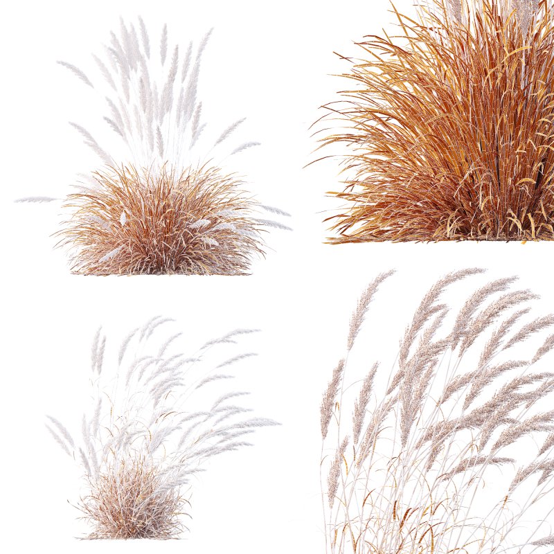 ntal grass hybrid that brings vertical elegance to any garden or architectural visualization. Originally cultivated in Germany and widely popularized across Europe and North America, this perennial grass features upright, feather-like plumes and narrow green blades that shift to golden hues in late summer. Its architectural form, graceful sway in the wind, and low-maintenance nature make it a favorite among designers looking to evoke movement, rhythm, and a naturalistic softness in modern landscapes. - Image 11