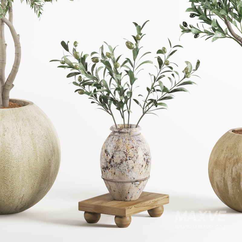 Indoor Plant Olive - Image 4