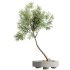 AV Indoor Plants Set 307 Mission Olive and Japandi Ficus Dracaena Marginata - Thumbnail 2