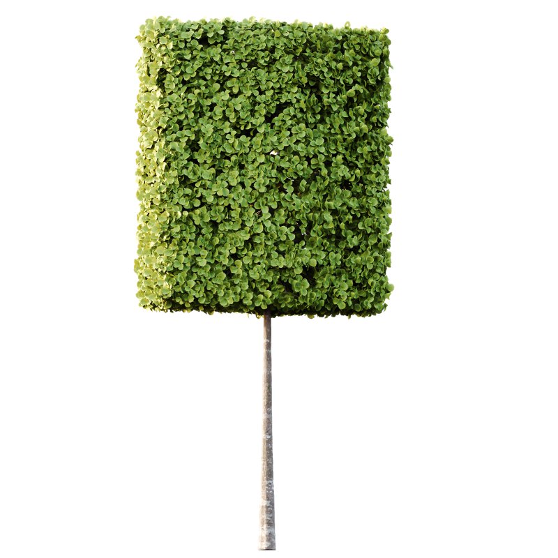 fagus sylvatica tree 16 - Image 3