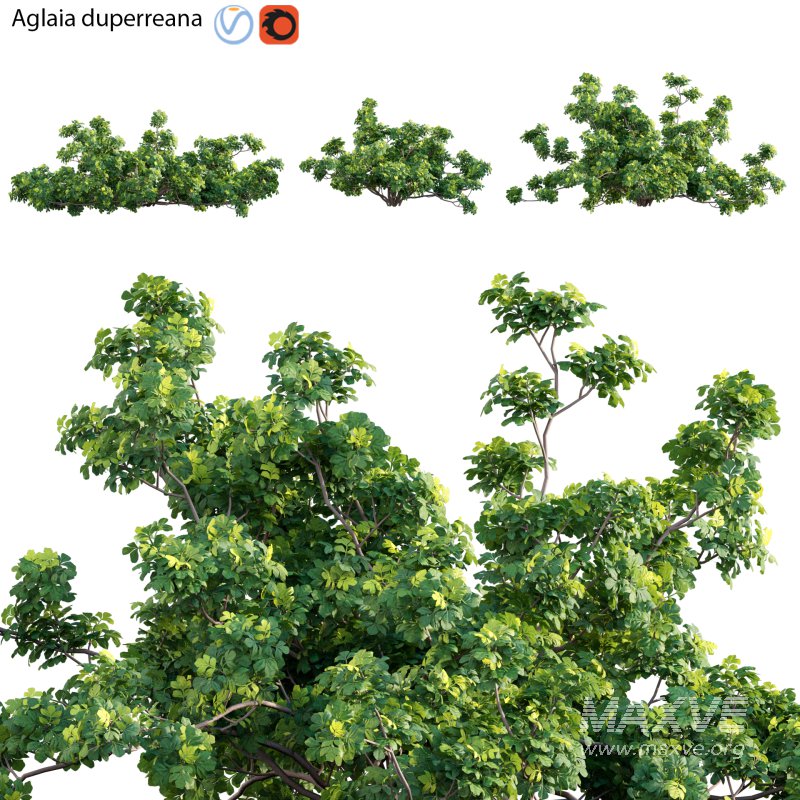 Aglaia duperreana 01 - Image 1