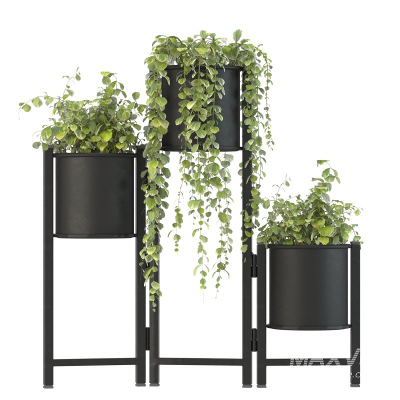 Plant Set 03 - Image 6