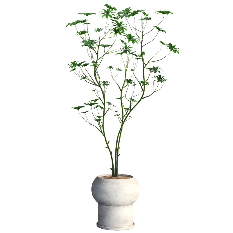 indoor plant 08 - Image 4