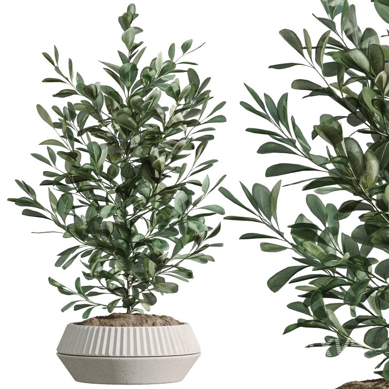 AV Indoor Plants Set 301 Zamiifolia and Schefflera Umbrella and Ficus Microcarpa - Image 4