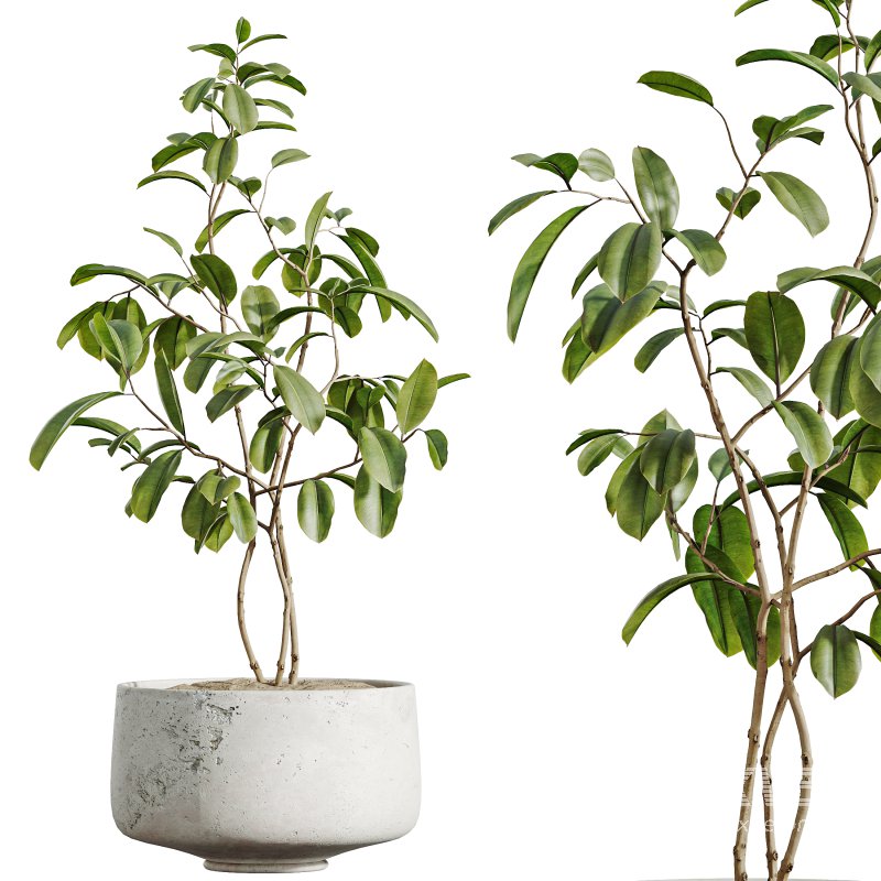 ntal but also grounded in heritage: the olive tree—native to southern Europe and symbolic of peace—brings timeless charm, while the banana and yucca infuse subtropical dynamism. The included Ficus species are prized for indoor air purification and their graceful, branching architecture. - Image 1