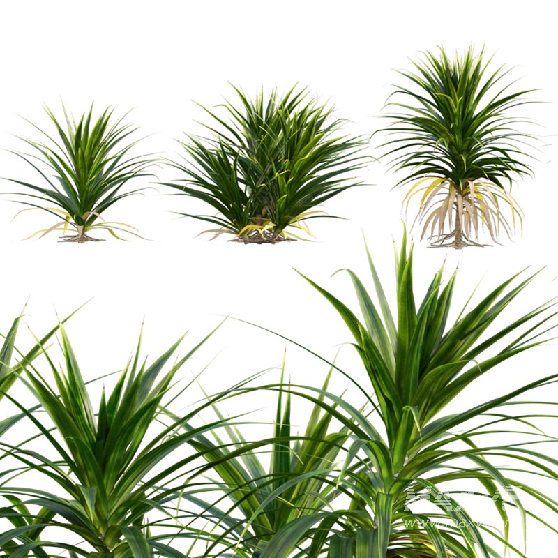 Pandanus amaryllifolius | Pandan leaves | Edible pandan 01 - Image 1