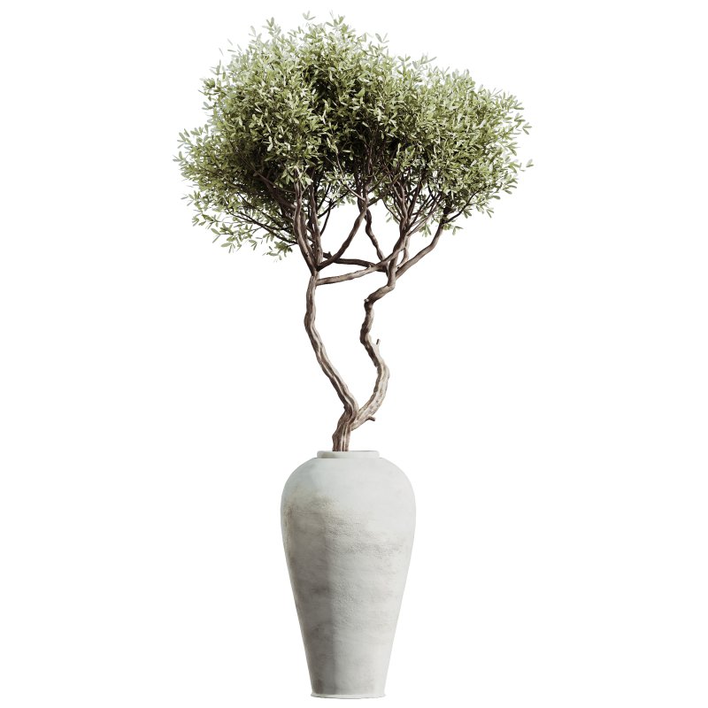 AV Indoor Plants Set 299 Japandi Ficus Dracaena Marginata and Mission Arbequina Olive - Image 2