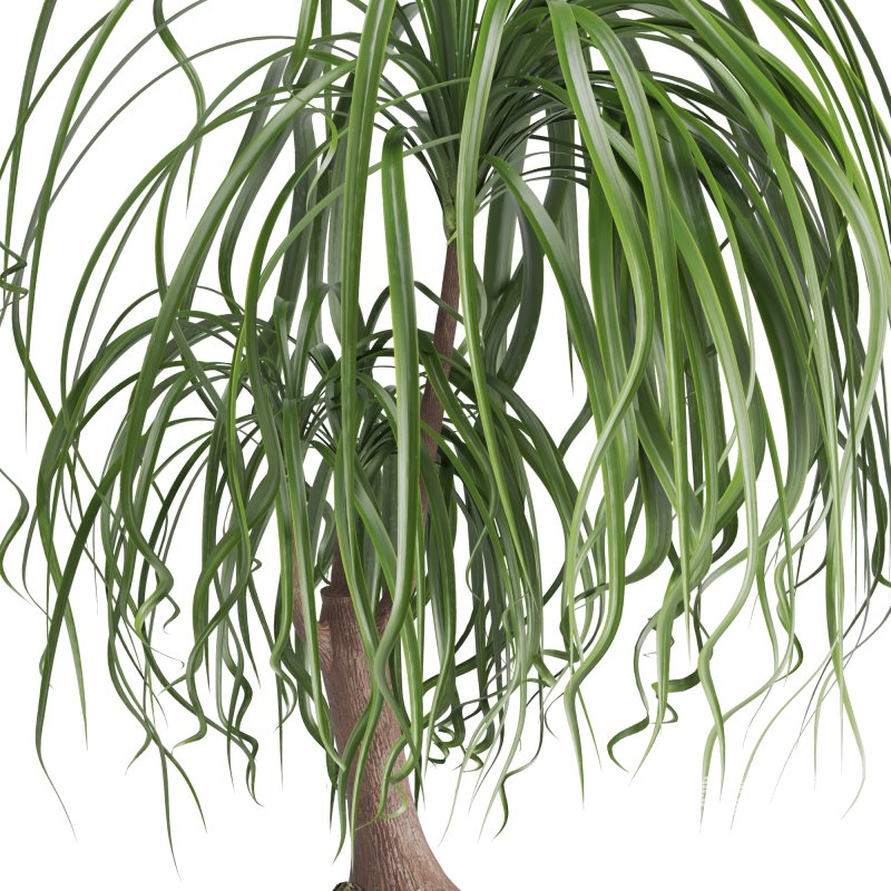 Indoor plant Beaucarnea Recurvata - Image 4