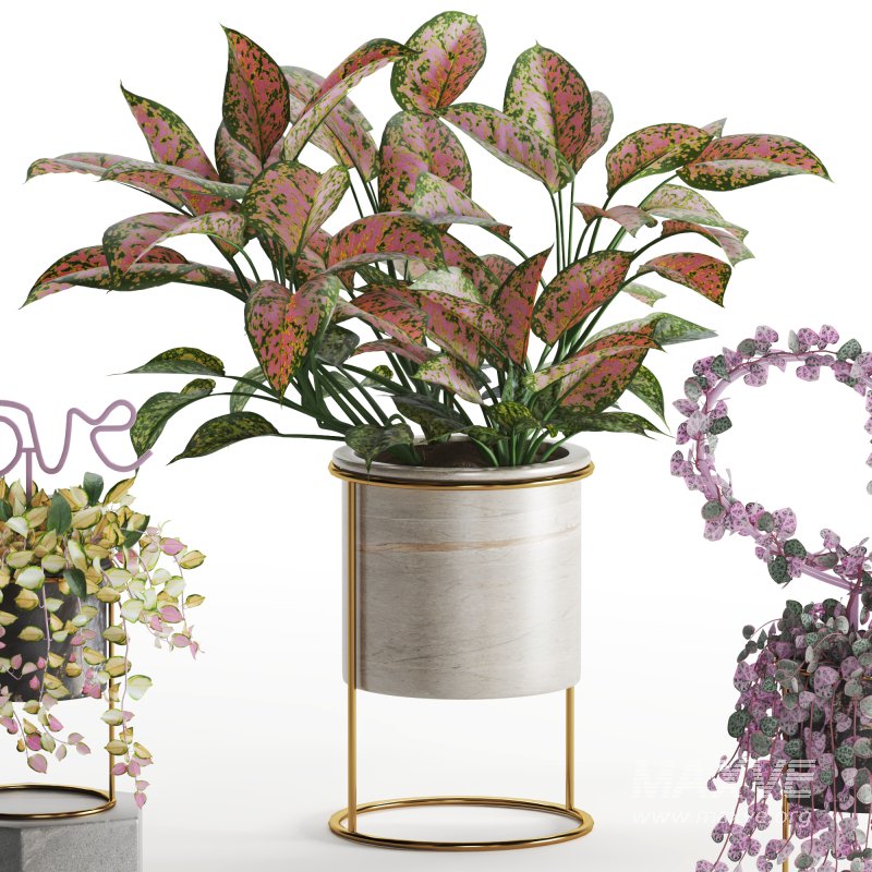 Indoor Plant Valentine Heart Shape Hoya Carnosa Aglaonema Pink Pearl - Image 5