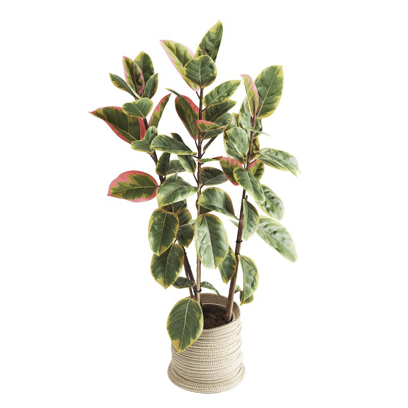 Indoor Plant Ficus Elastica Ruby - Image 3