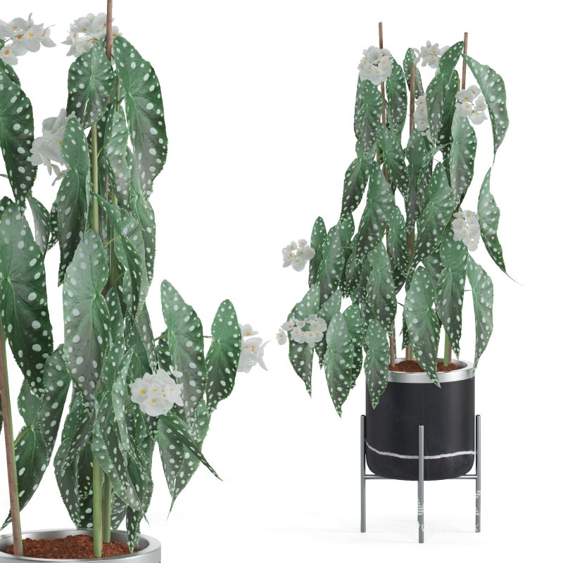 Indoor Plant Begonia Maculata - Image 4