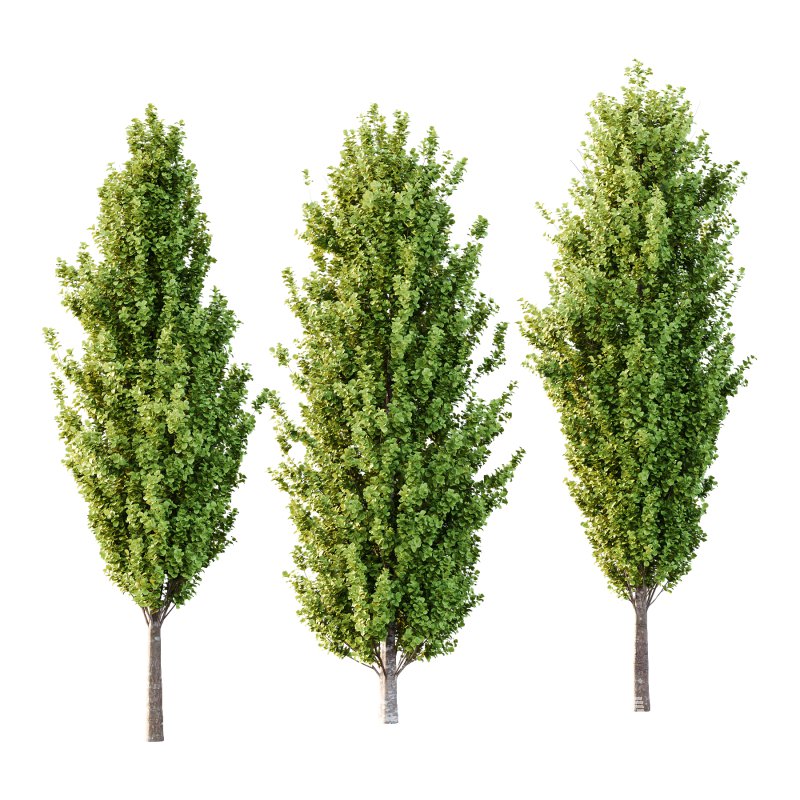 fagus sylvatica tree 08 - Image 1