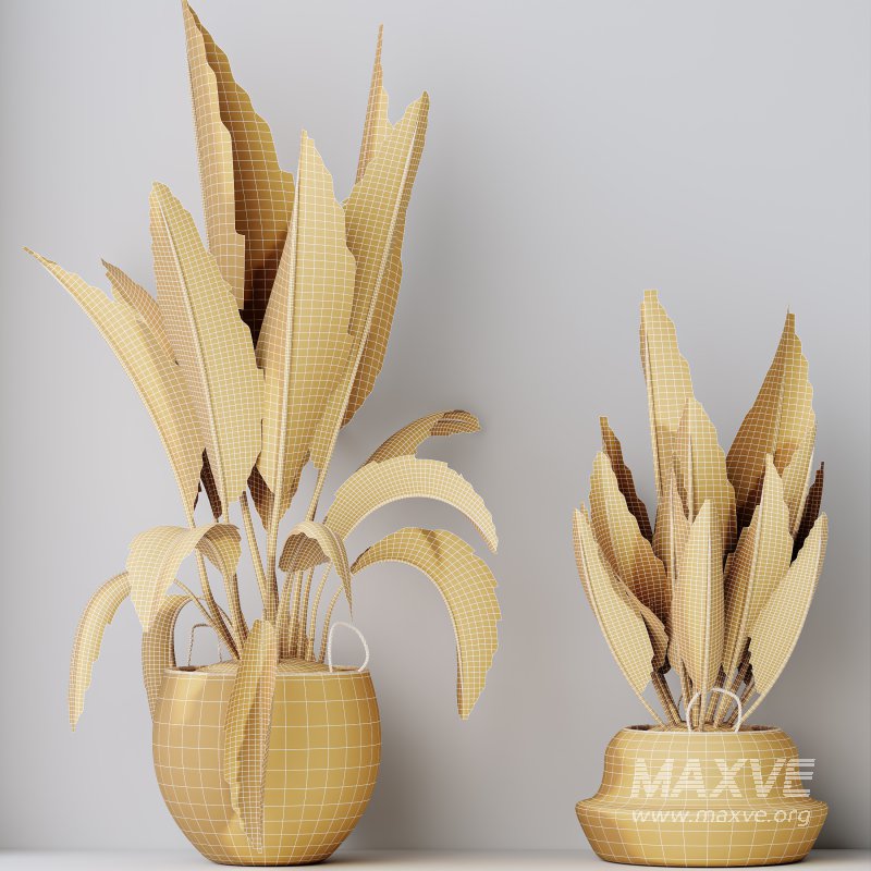 AV Indoor Plants Set 305 Banana Nicolai and Briful Pachira Aquatica and Yucca Aloifolia - Image 8