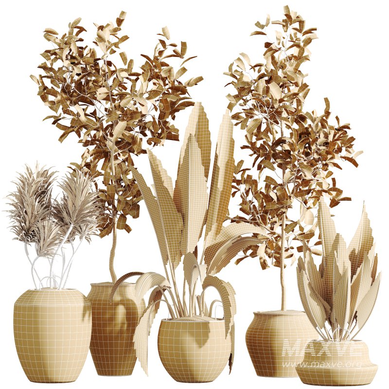 AV Indoor Plants Set 305 Banana Nicolai and Briful Pachira Aquatica and Yucca Aloifolia - Image 10