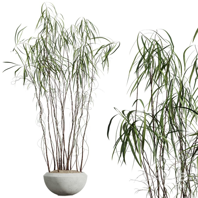 AV Indoor Plants Set 300 Japandi Decorative Minimalism Ficus Dracaena Marginata - Image 5