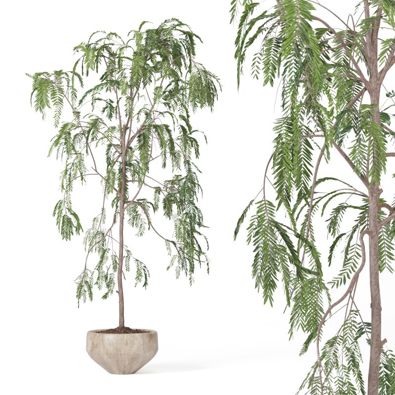 Indoor Plant Suamei - Image 4