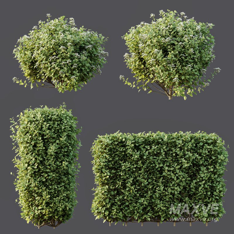 ntal topiary work. Its ability to withstand pollution and frequent trimming makes it a popular solution for urban landscapes and structured green spaces. - Image 7