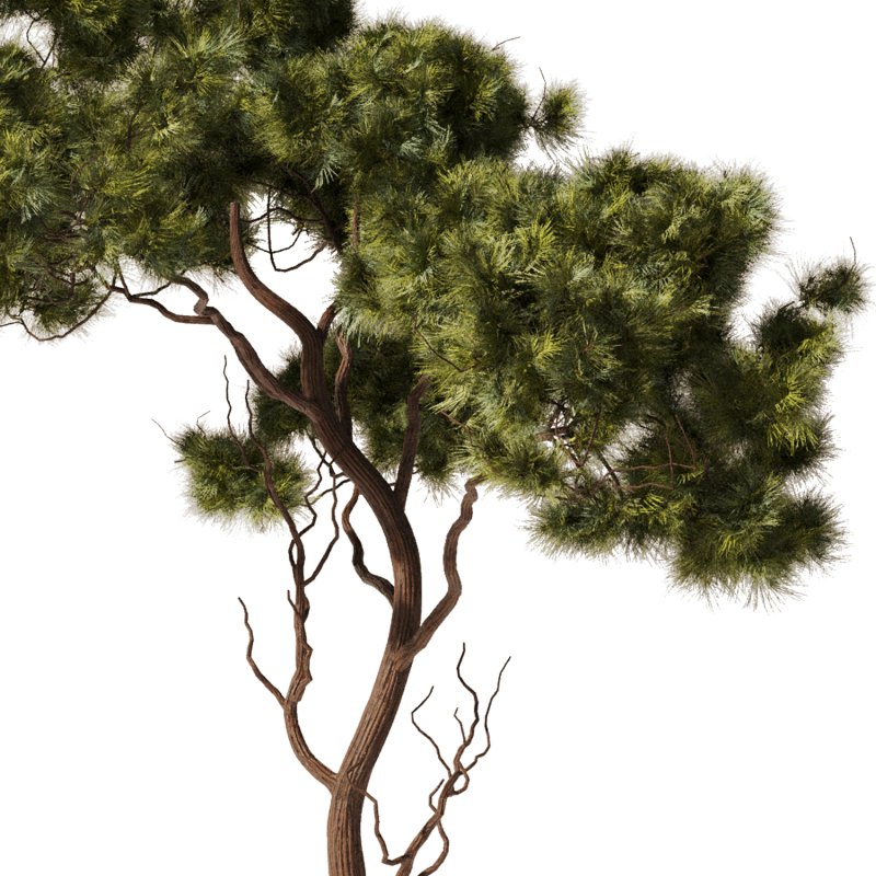 Pine tree Set34 - Image 5