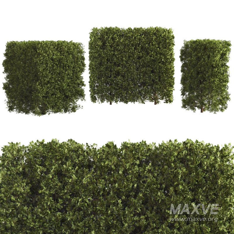 Hedge Set 01 - Image 6