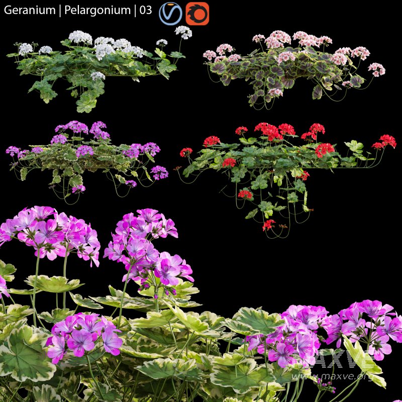 Pelargonium – Geranium 01 - Image 1