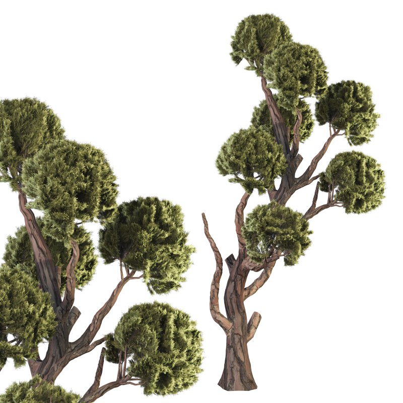 Topiary Ball Tree - Image 3