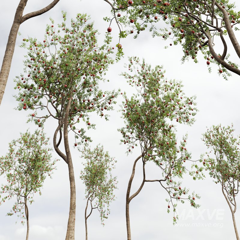 AV Fruit Trees Diospyros Kaki Persimmon and Malus Pumila Apple Red - Image 5