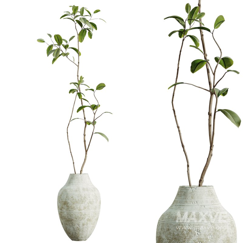 AV Indoor Plants Set 282 Japandi Minimalism Ficus Dracaena Marginata - Image 3