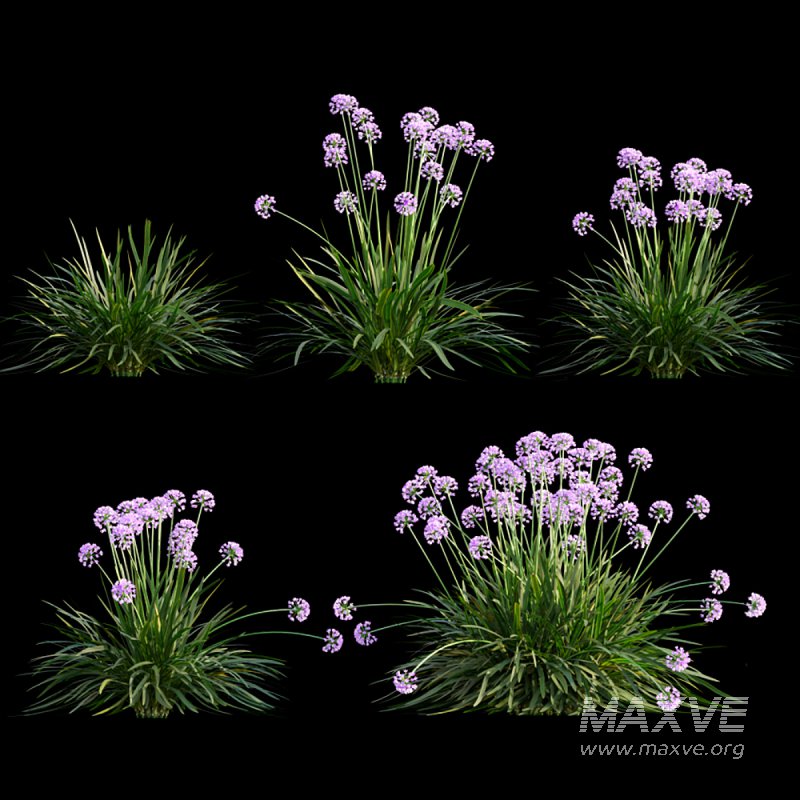 Allium tanguticum_03 - Image 1