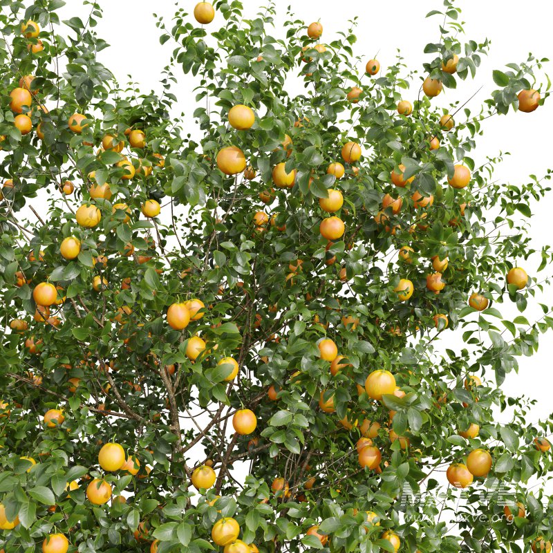 AV Fruit Trees Malus Pumila Apple Yellow and Citrus Sinensis Orange Arancio - Image 1