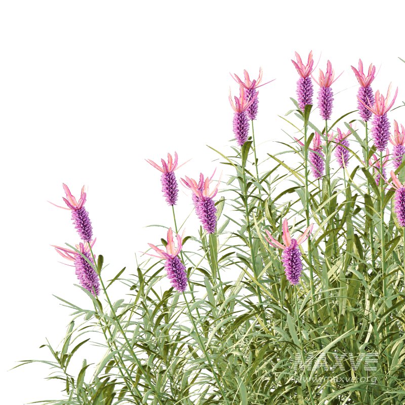 plant bush Flower Lavandula Stoechas 03 - Image 6