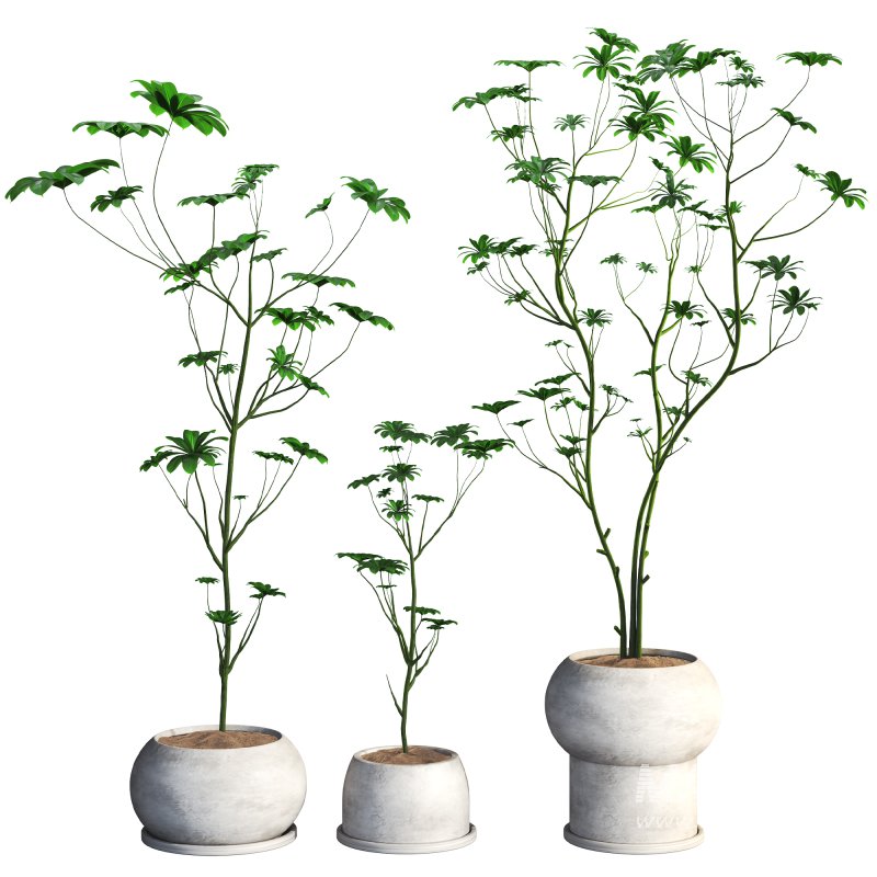 indoor plant 08 - Image 1