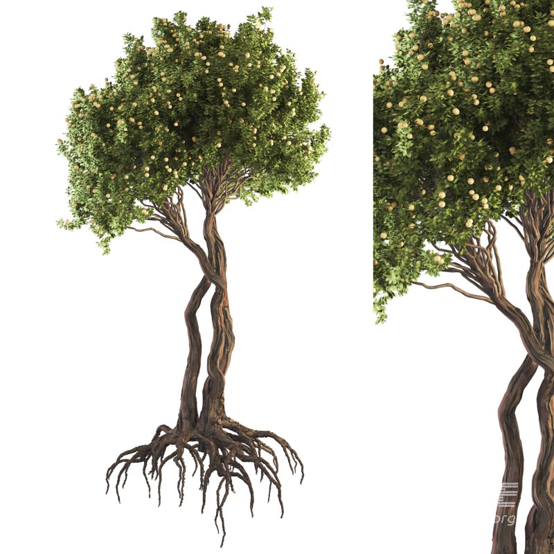 Jungle Fruit Tree and ivy plant - Image 1