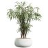 AV Indoor Plants Set 285 Ficus Marginata Olive Yucca Rostrata Palm Abidjan - Thumbnail 1