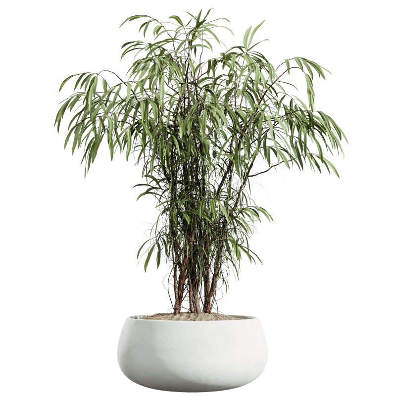 AV Indoor Plants Set 285 Ficus Marginata Olive Yucca Rostrata Palm Abidjan - Image 1