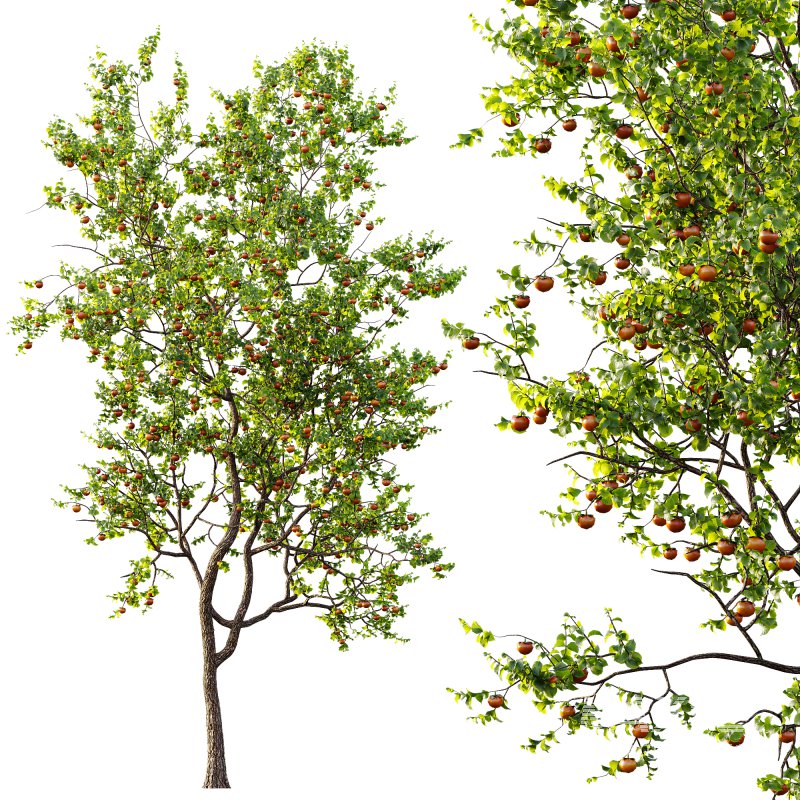 AV Fruit Trees Diospyros Kaki Persimmon and Malus Pumila Apple Red - Image 4