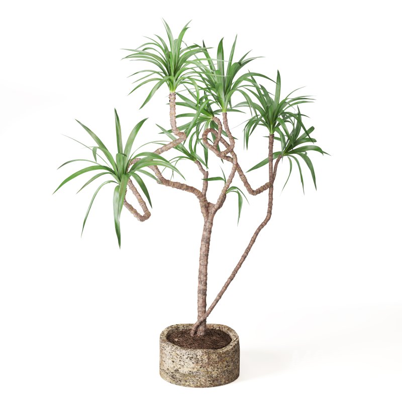 Indoor Plant Yucca in stone planter - Image 4