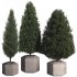 Pine Tree Outdoor Plant Set 07 - Thumbnail 1