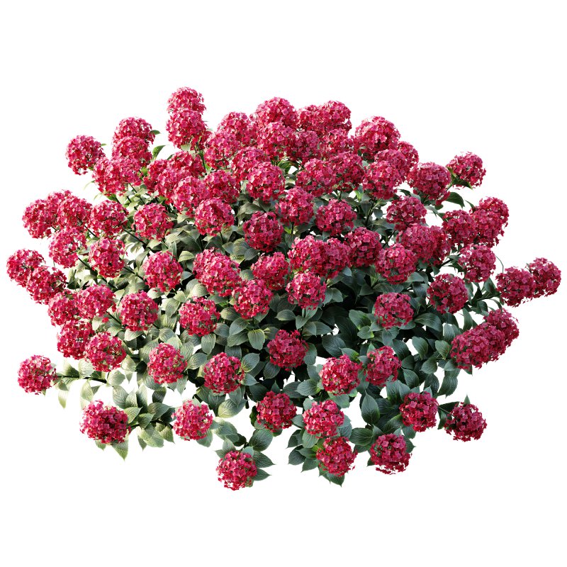 ntal appeal. Known as the “Garden Gate” hydrangea, this species is celebrated for its large spherical flower heads that bloom in a range of colors—white, blue, pink, purple, and yellow—making it one of the most versatile flowering shrubs for landscaping and decorative design. Its broad, glossy green leaves and abundant floral clusters bring a sense of freshness, romance, and elegance to both exterior gardens and indoor visualizations. Meticulously modeled with 4K textures, the asset ensures botanical accuracy, realistic shading, and excellent performance for high-quality renders. - Image 5