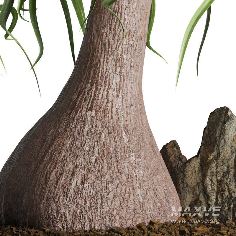 Indoor plant Beaucarnea Recurvata - Image 5