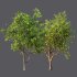 AV Fruit Trees Prunus Salicina Plum Pflaume and Pear Pyrus Communis - Thumbnail 12