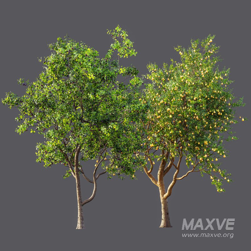 AV Fruit Trees Prunus Salicina Plum Pflaume and Pear Pyrus Communis - Image 12