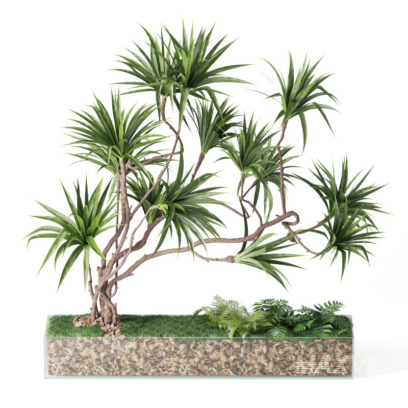 Indoor_Plant_Yucca_Set_12 - Image 2