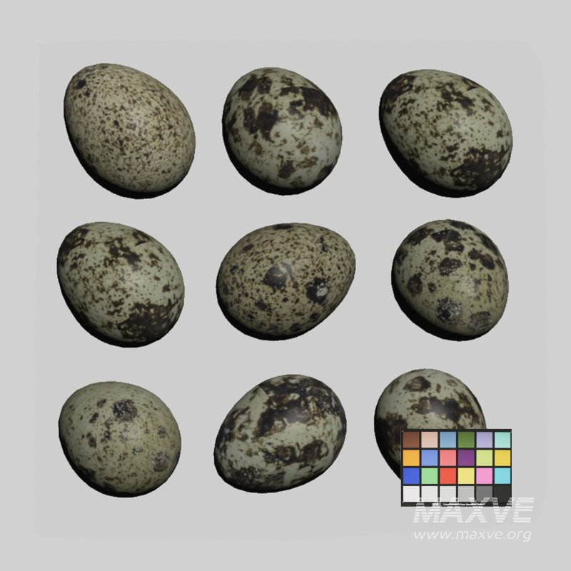 Qauil eggs - Image 3