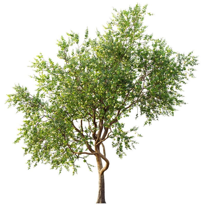 ntal presence. - Image 4