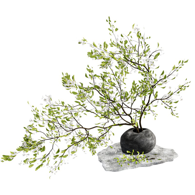 Bouquet Plant - Image 2