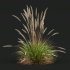 ntal grass hybrid that brings vertical elegance to any garden or architectural visualization. Originally cultivated in Germany and widely popularized across Europe and North America, this perennial grass features upright, feather-like plumes and narrow green blades that shift to golden hues in late summer. Its architectural form, graceful sway in the wind, and low-maintenance nature make it a favorite among designers looking to evoke movement, rhythm, and a naturalistic softness in modern landscapes. - Thumbnail 5